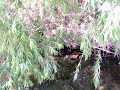 Baby catfish school in LA River