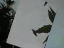 Hummingbird Hummingbird