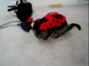 maggie as a lady bug