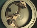Gliders in exercise wheel