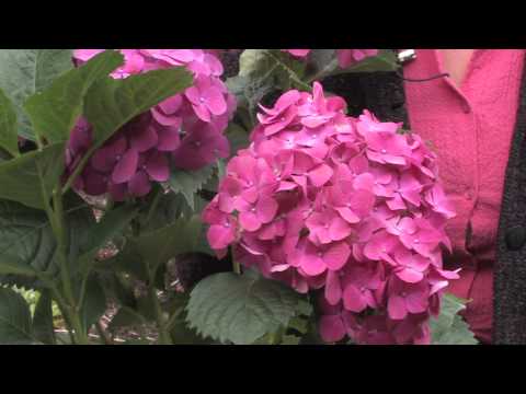 how to dye hydrangeas red