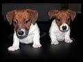 Toby a Robin /Jack Russell Terier/