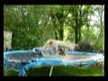 tramp wakeboarding