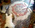 Un Fox Terrier attaque un bout de croissant! Un Fox Terrier attaque un bout de croissant!