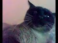 gato assanhado