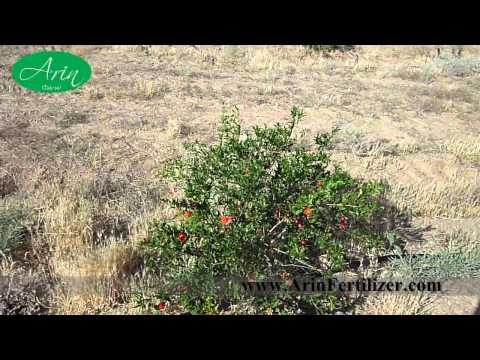 how to fertilize pomegranate