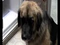 Anti-Smoking Talking Dog Commercial  remastered