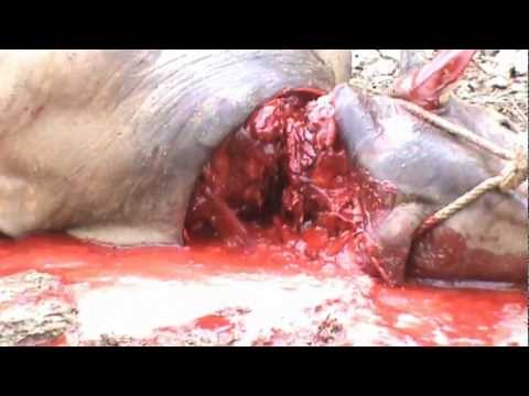 sembelih lembu - Sempena menyambut hari raya Aidul Adha tahun 2012, aku dan isteri buat korban berkongsi dengan orang2 kampung. Dan sekali lagi aku diamanahkan oleh orang kam...