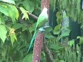 The ring-necked parakeet, one of Richmond's more colourful and noisy residents (after Richard E Grant)
