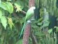 Ring-necked Parakeet