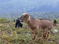 Baby goat mahhhhhh