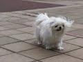 CASIO EXILIM PRO EX-F1 PEKINGESE Kung Fu