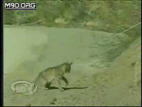 Bobcat VS Snake !!!! Bobcat wins!!!