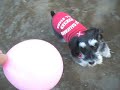 Miniature Schnauzer 20070115 balloon
