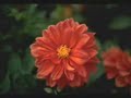 DIN RAAT BADALTE HAIN...HEMANT KUMAR - NAYA SANSAR (1959).