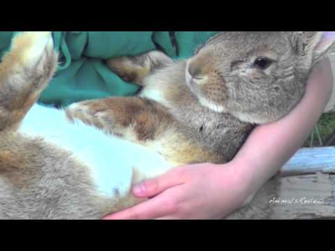how to care for a flemish giant rabbit