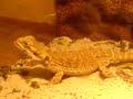 The Banging Lizard (Bearded Dragon)