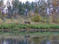 poor moose call