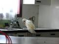 videos de Magoo prend sa douche Paco vient l'aider