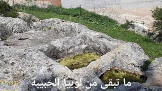 لوبيا في قلوبنا لوبيا في قلوبنا