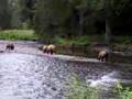 Russian River Bears - YouTube