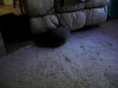 Otis the Bunny in action