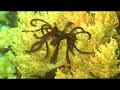 Flying Crinoid Flying Crinoid