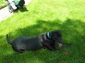 Hal  KC playing fetch with KONG!
