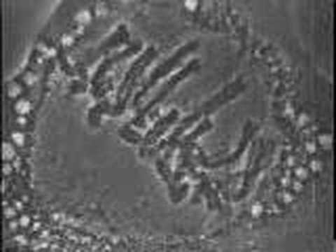 Mitosis