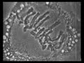 Mitosis