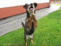 Megi- my dog
