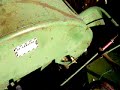John Deere 620 tractor with a mounted 227 corn picker picking corn