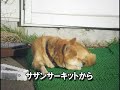 DCTMダイチャレ東北ミーティング2010シリーズ予告編