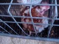 la gallinita turureca,djala k ponga uevos y no l ds d beber