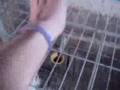 la gallinita turureca,djala k ponga uevos y no l ds d beber