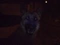 Guillermo the dog