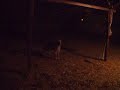Guillermo the dog