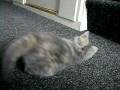 videos de Chloe.AVI