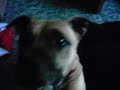 american staffordshire terrier - polly