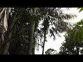 I uploaded a @YouTube video http://t.co/G3qO2Sx2 Bats of Sydney 8