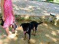 beauceron