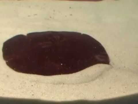 how to dissolve sea urchin spines