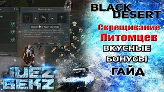 Black Desert Гайд: Скрещивание котов - Вкусные бонусы. Black Desert Гайд: Скрещивание котов - Вкусные бонусы.