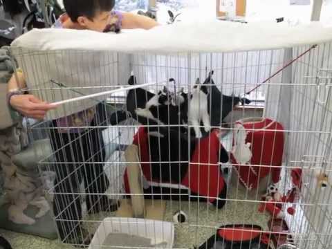Kittens Play in Hammock