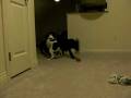 videos de puppies