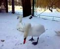 Winter for swans in Ivano-Franikivsk