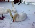 Winter for swans in Ivano-Franikivsk
