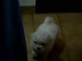 SAFIR COMIENDO