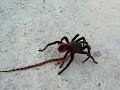 Tarantula vs cobra coral