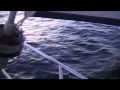 In search of dolphins